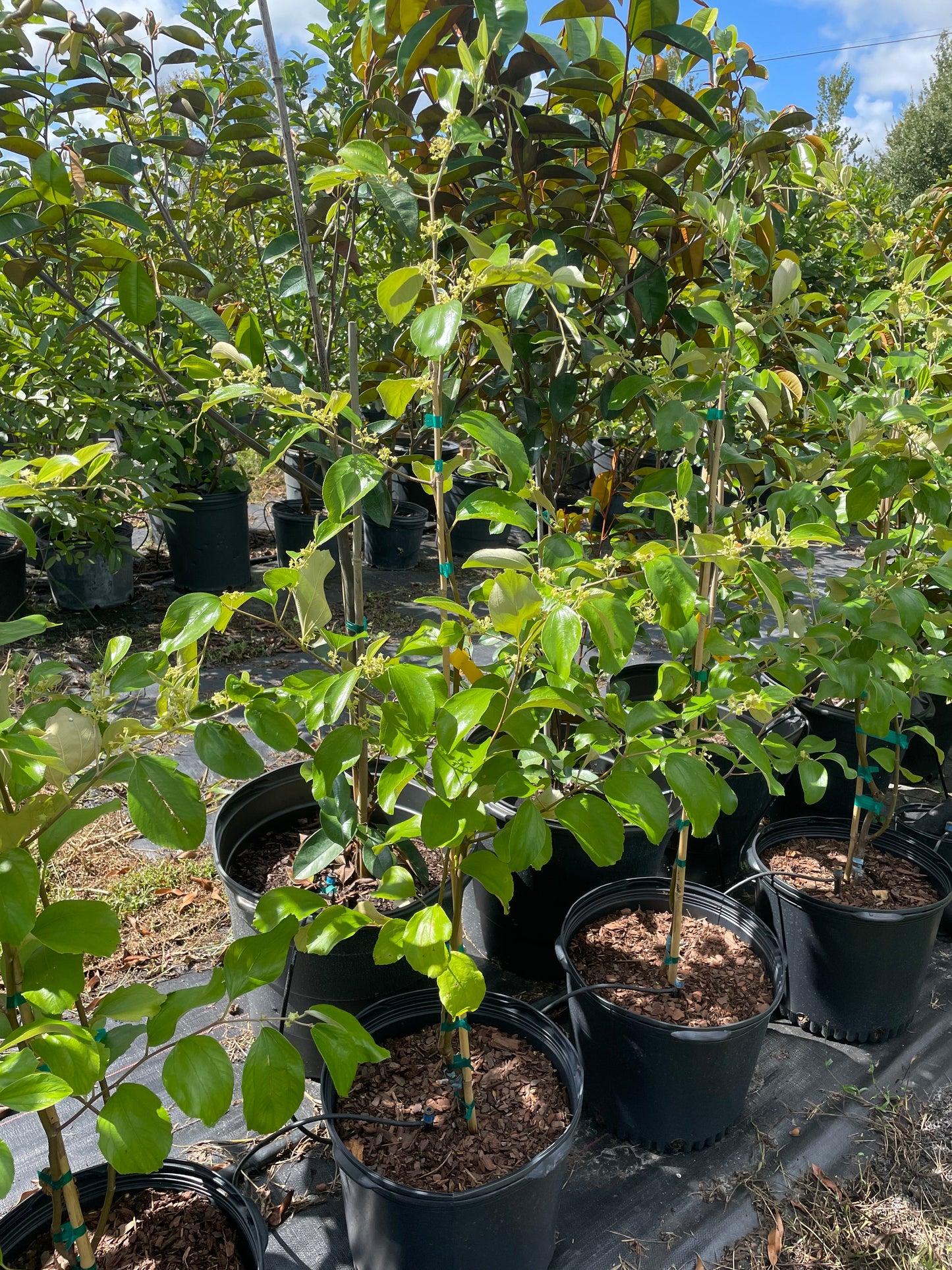 3 gallon Thai giant jujube grafted -free shipping