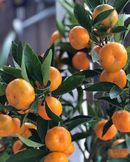 Kishu seedless mandarin grafted 3-4ft