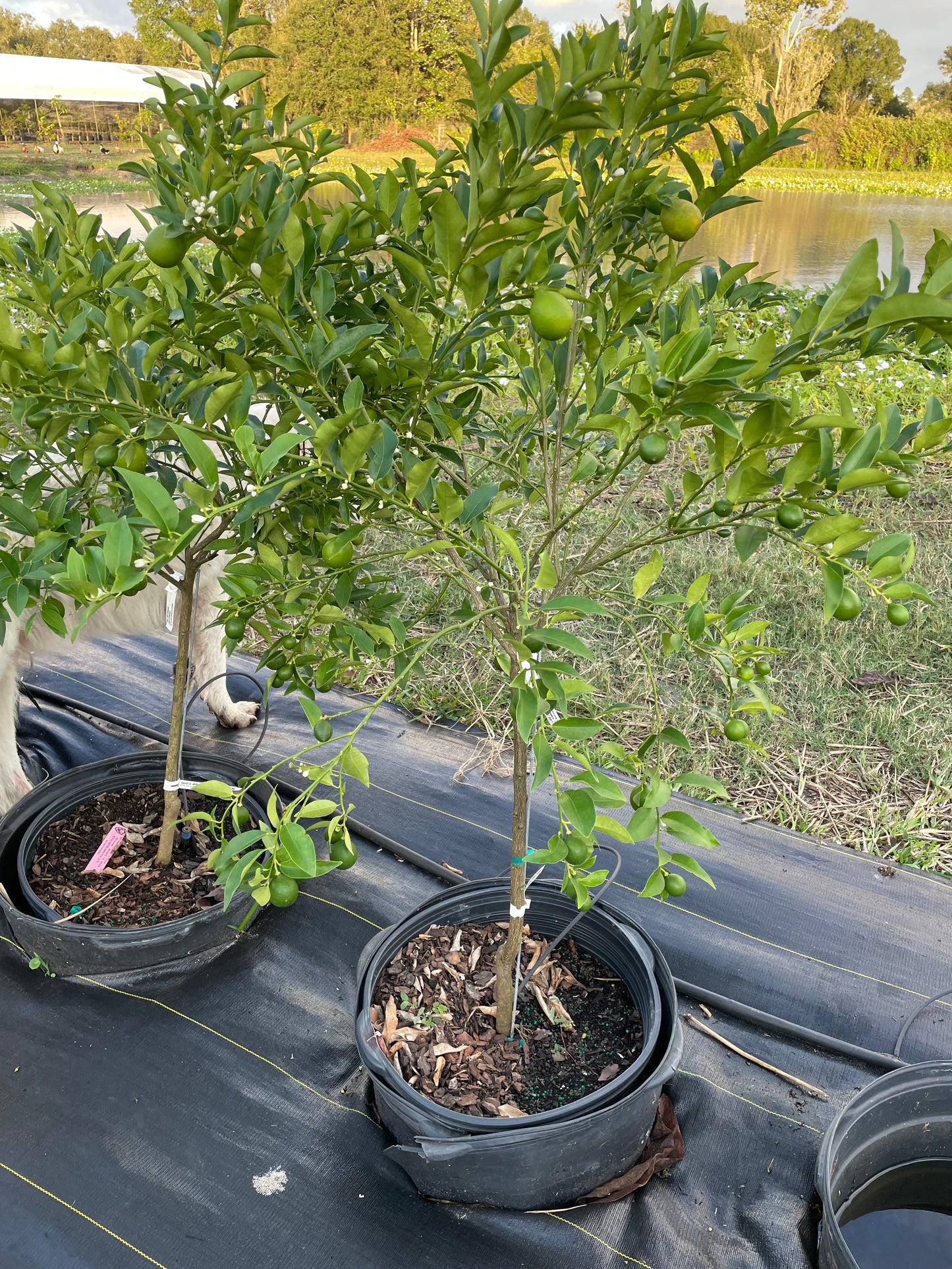 15 gallon Keylime tree with fruit - free ship