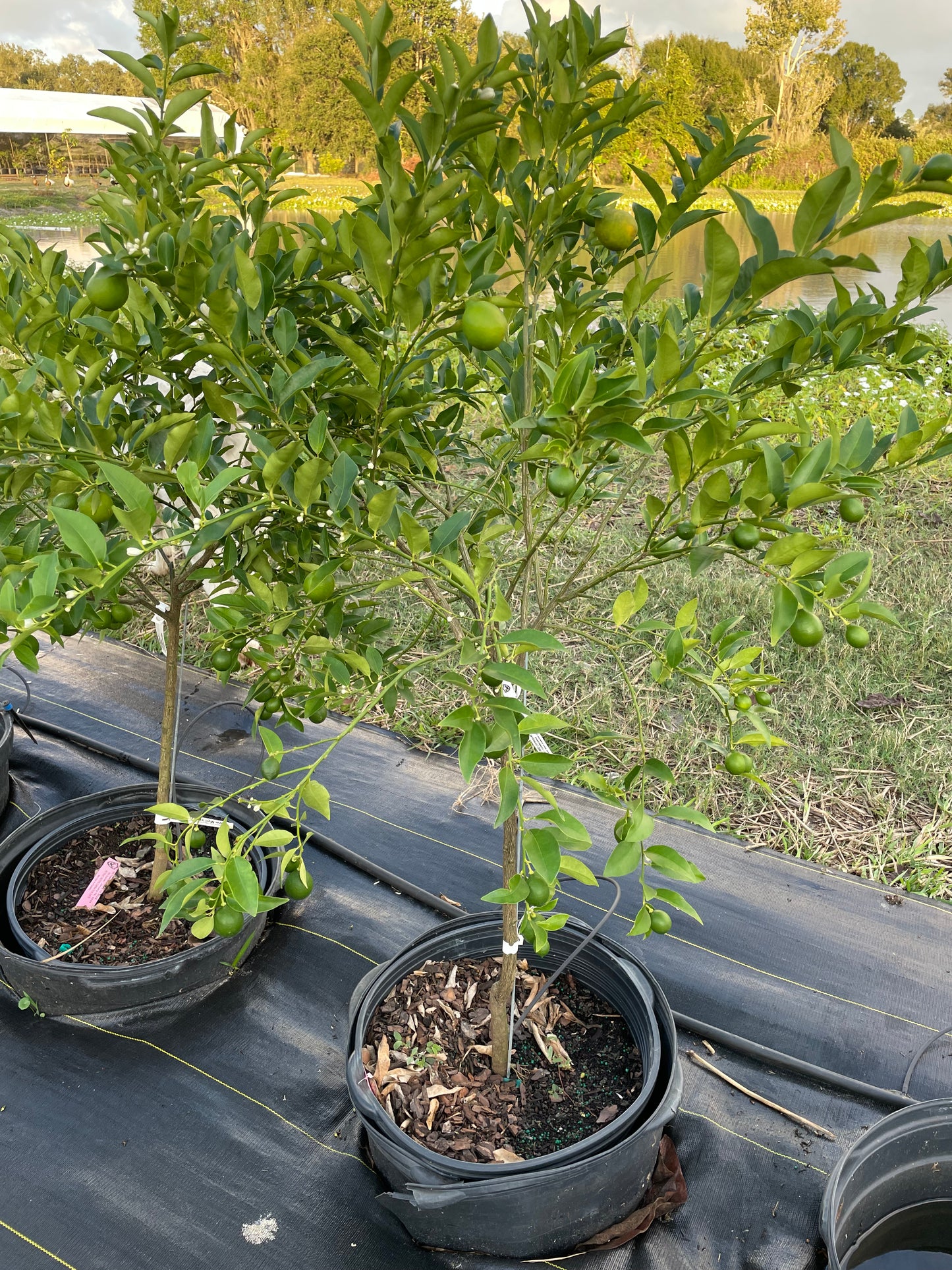 15 gallon Keylime tree with fruit - free ship