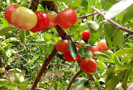 Barbados cherry tree- free ship