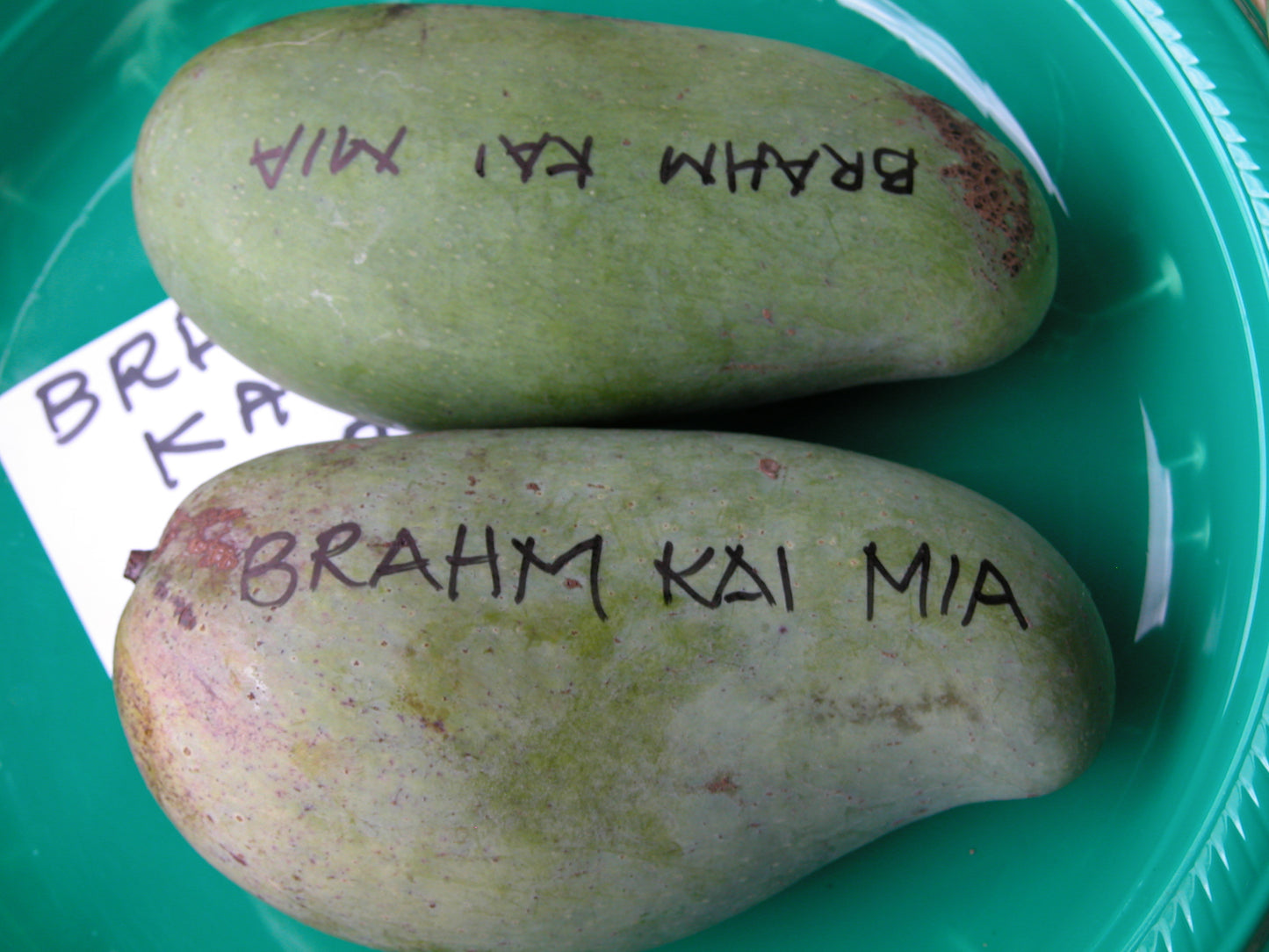 Pramkaimei sweet green mango 7 gallon - free ship