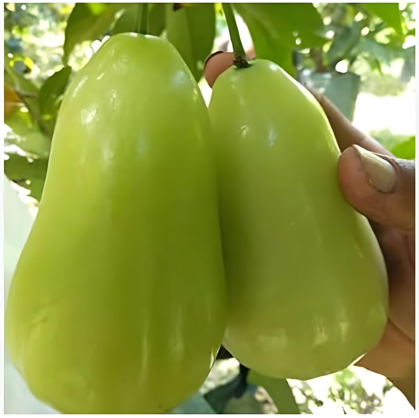 Green long wax apple 3 gallon- mận xanh trái dài ko hạt- free ship