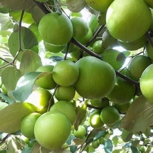 7 gallon Thai giant jujube grafted-free shipping