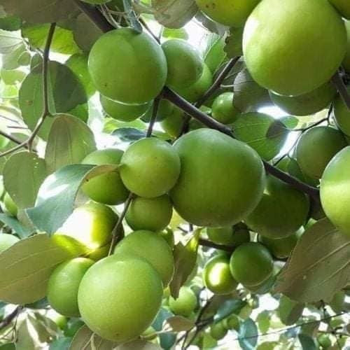 3 gallon Thai giant jujube grafted -free shipping