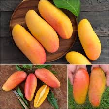 Mahachanok mango tree 7 gal 5ft