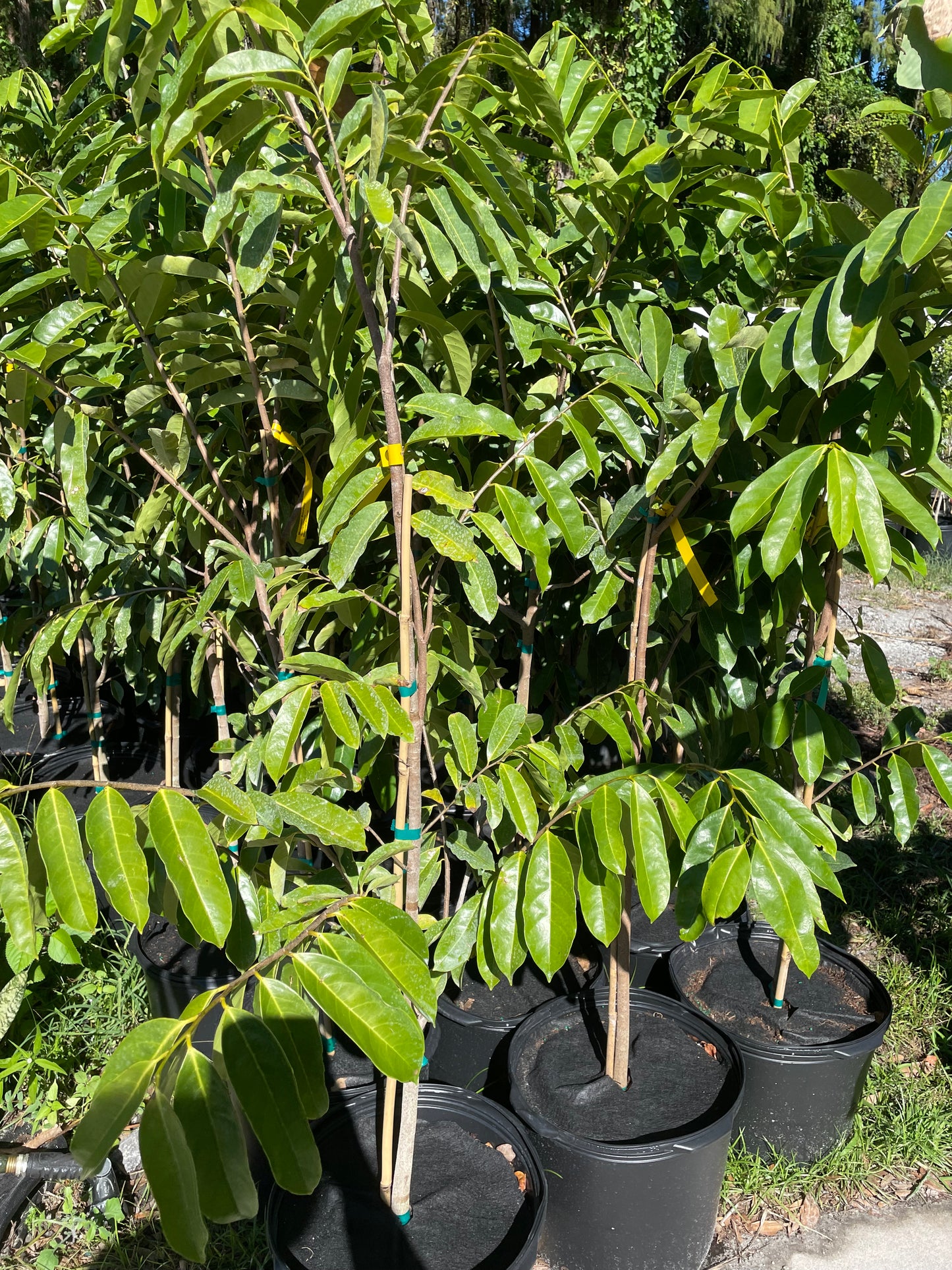 5ft tall Mountain soursop tree-free ship