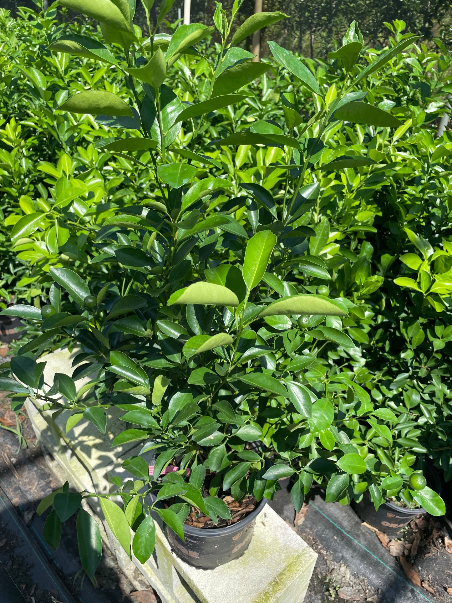 Calamondin 2-3ft tall get fruit soon -bush