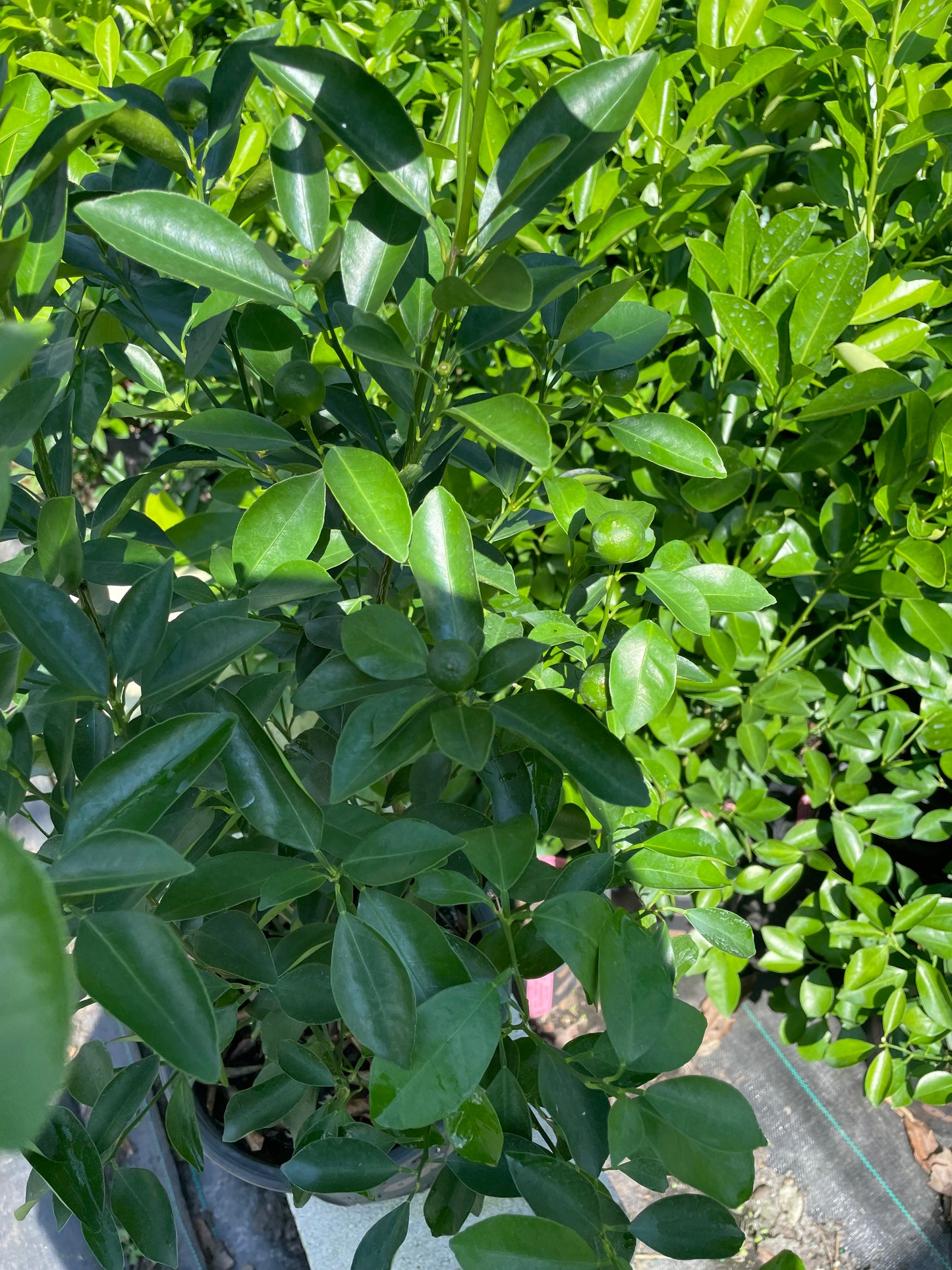 Calamondin 2-3ft tall get fruit soon -bush