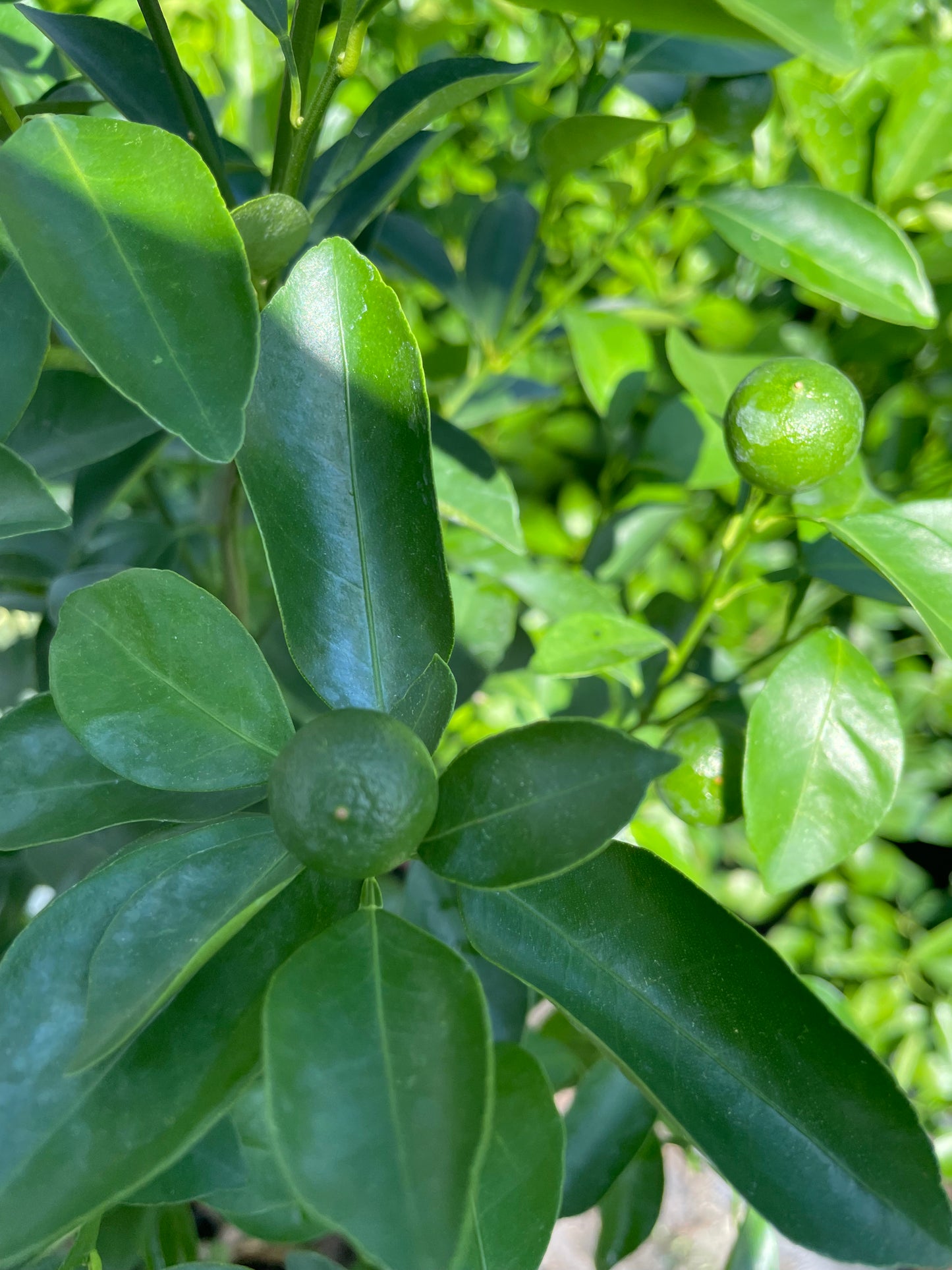 Calamondin 2-3ft tall get fruit soon -bush