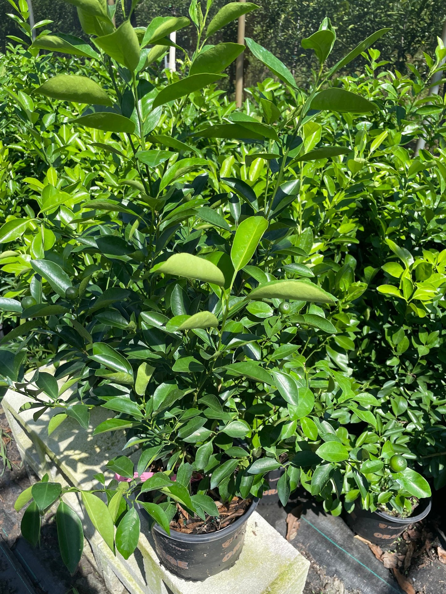 Calamondin 2-3ft tall get fruit soon -bush