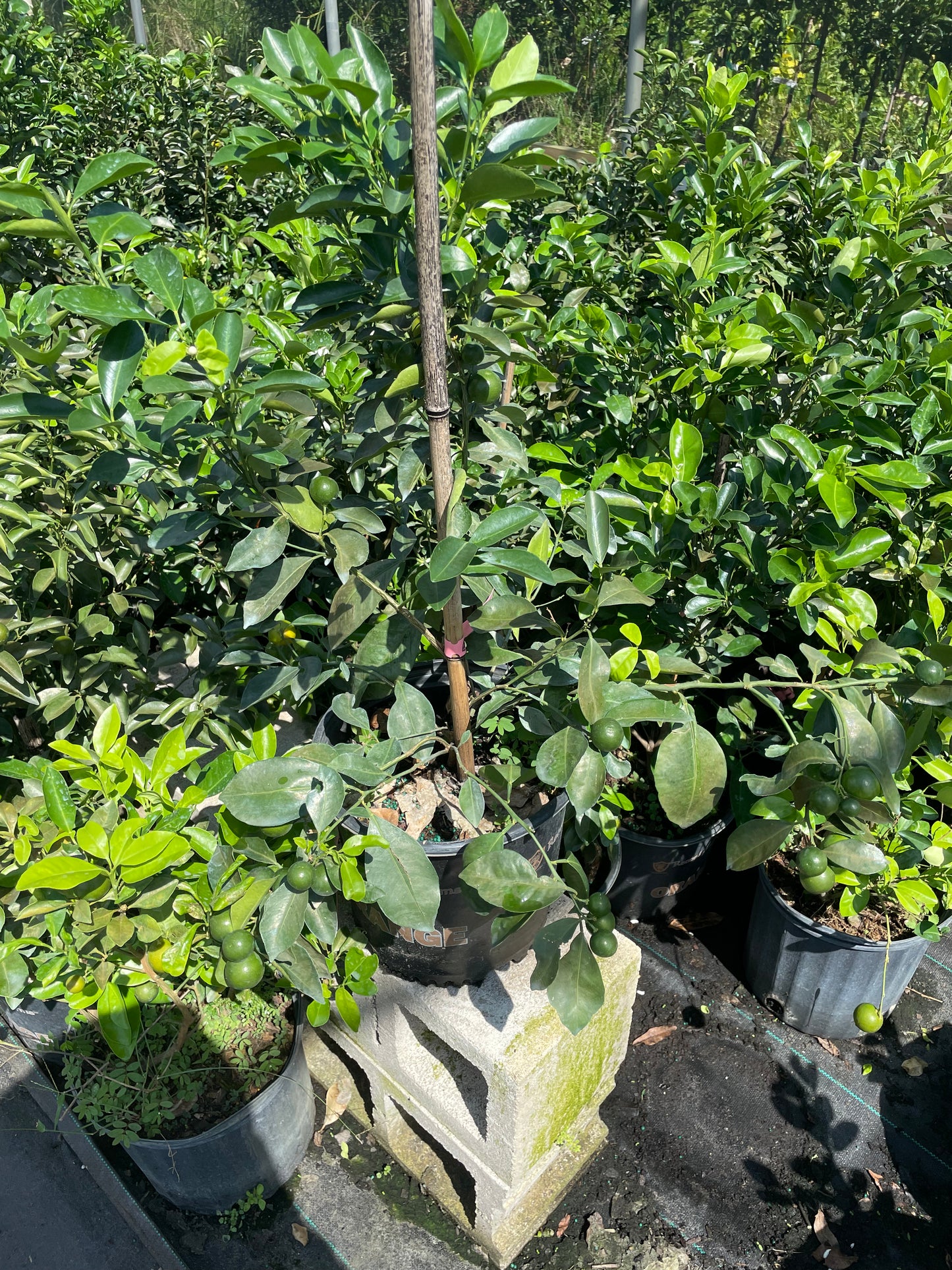 Calamondin Bush with fruit on 3 gallon pot
