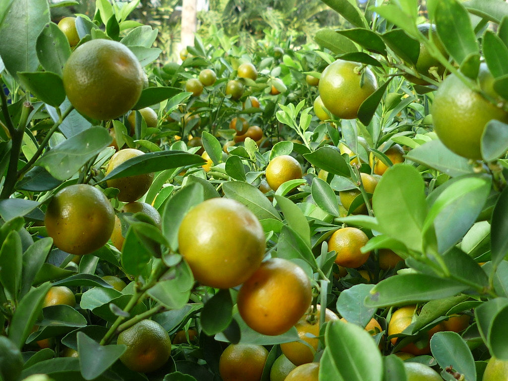 Calamondin 2-3ft tall get fruit soon -bush