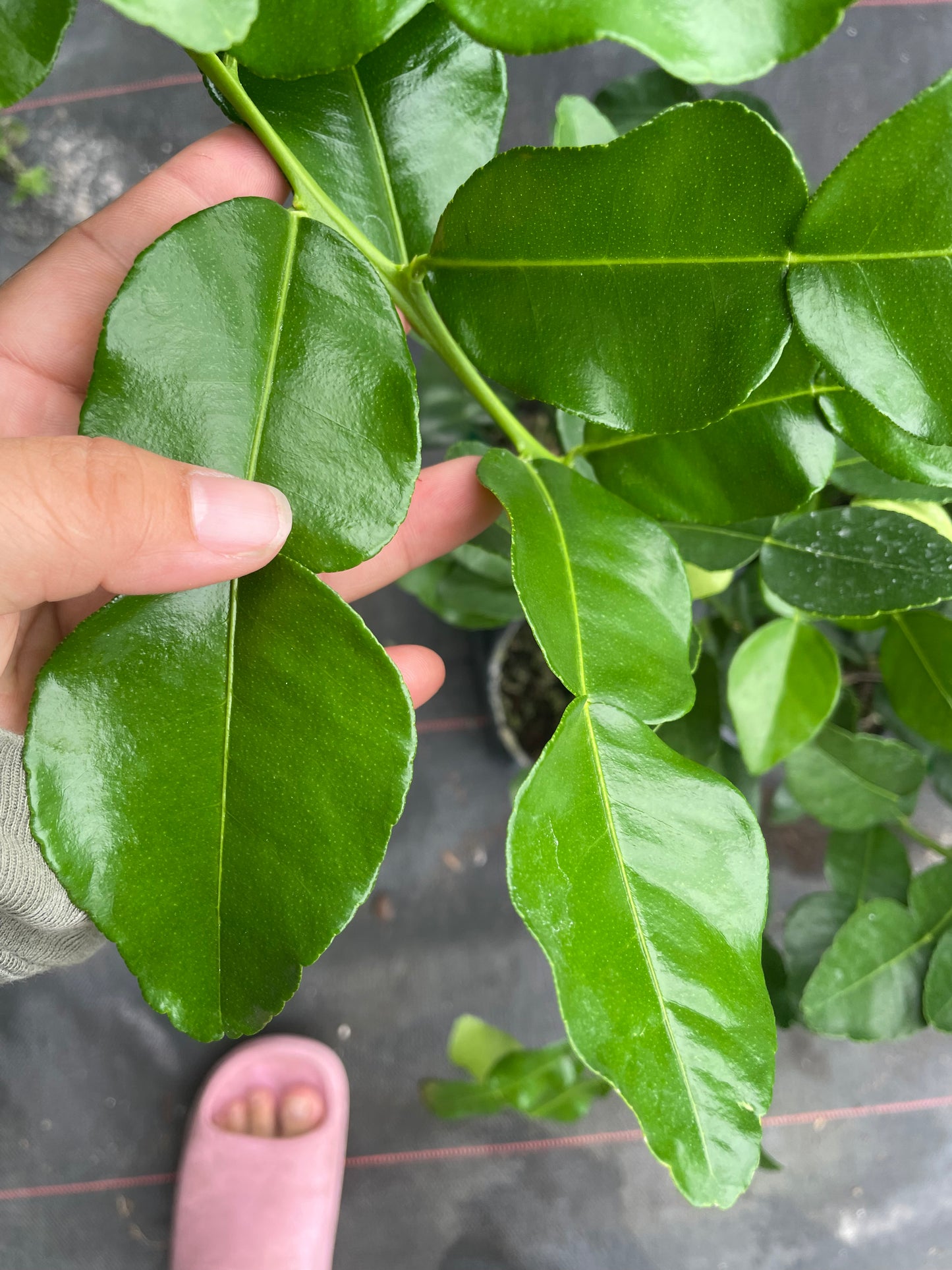 Kaffit lime tree- chanh thai