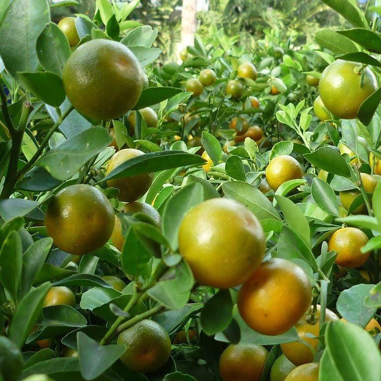 2 gallon Calamondin tree - dwarf- get fruit soon- free ship